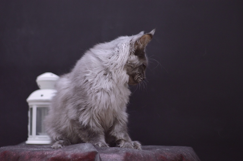 Griffin Akbars - Kitten maine-coon 4 months