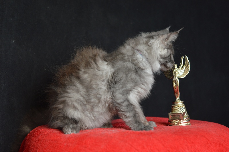 Griffin Akbars - Kitten maine-coon 3 months