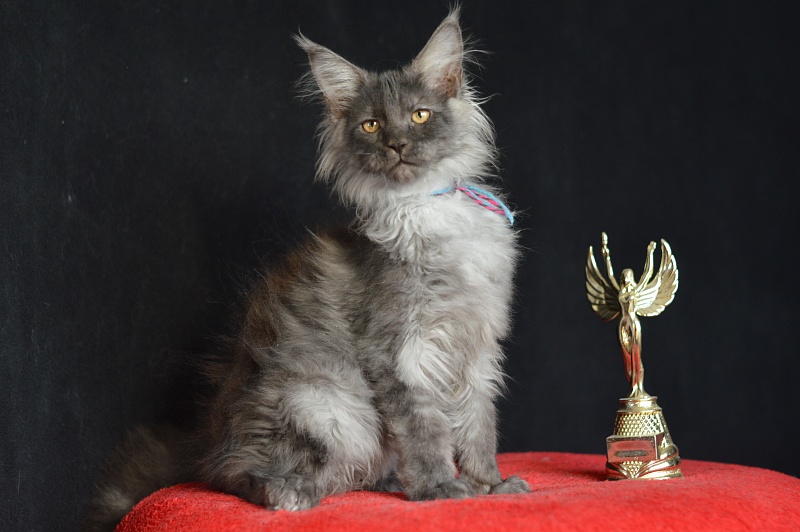 Griffin Akbars - Kitten maine-coon 3 months