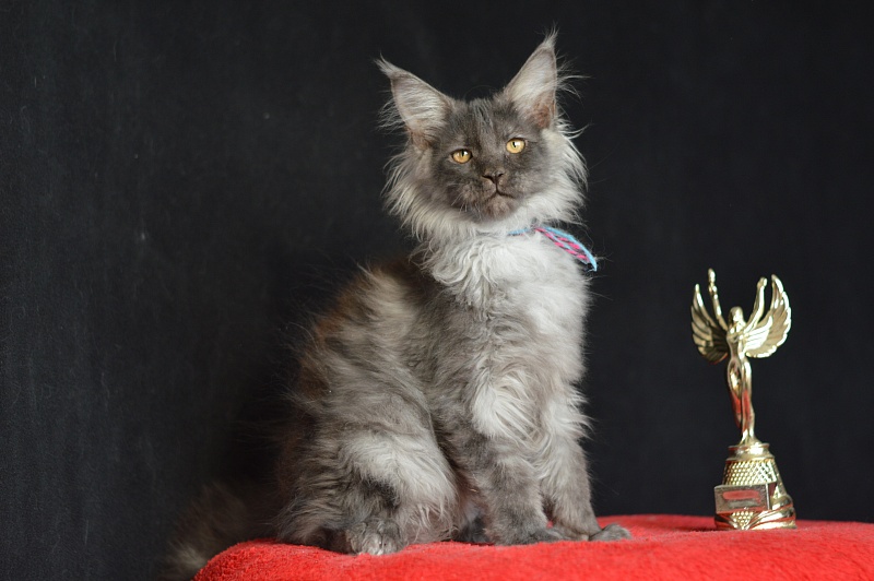 Griffin Akbars - Kitten maine-coon 3 months