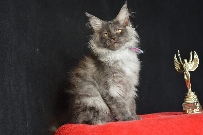 Griffin Akbars - Kitten maine-coon 3 months