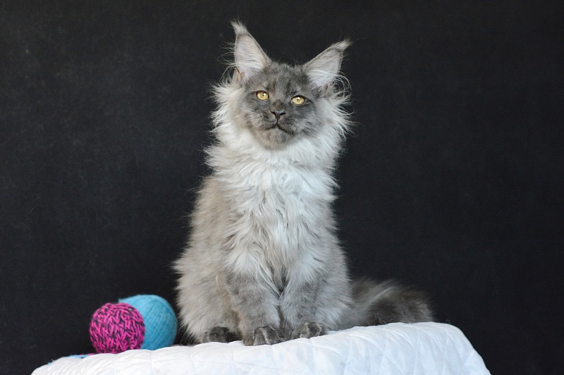 Griffin Akbars - Kitten maine-coon 3 months 3 weeks