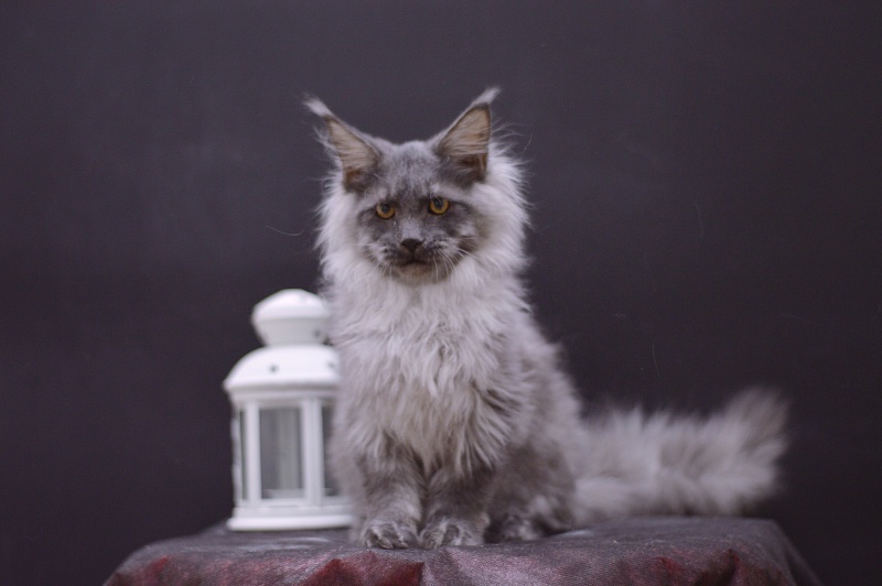 Griffin Akbars - Kitten maine-coon 4 months