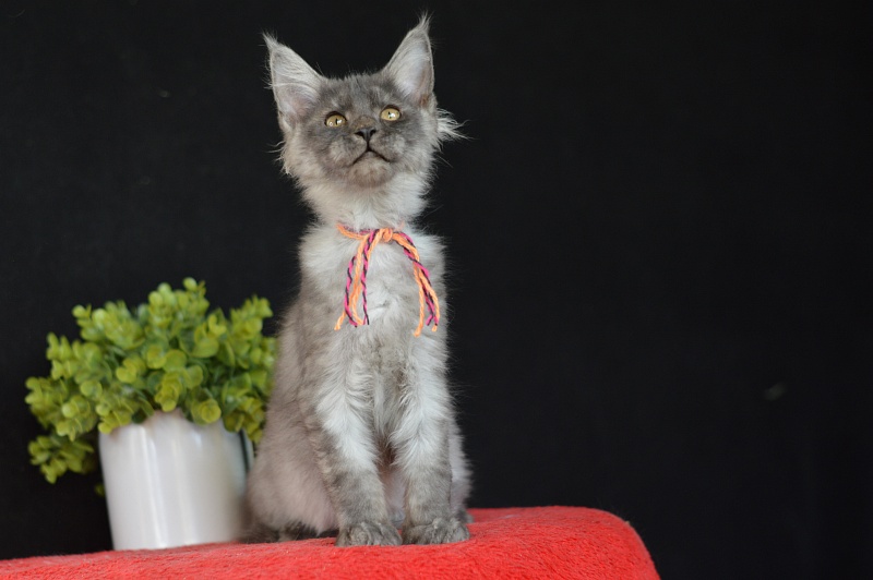 Gucci Akbars - Kitten maine-coon 3 months 0.5 weeks