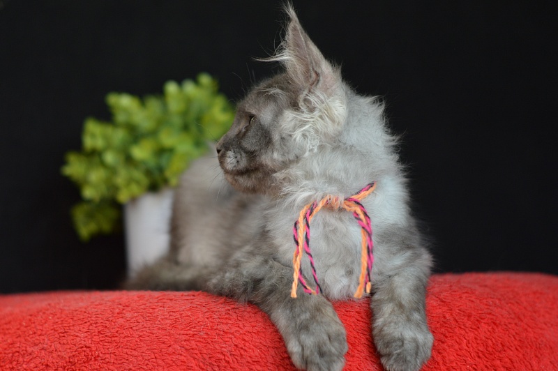 Gucci Akbars - Kitten maine-coon 3 months 0.5 weeks