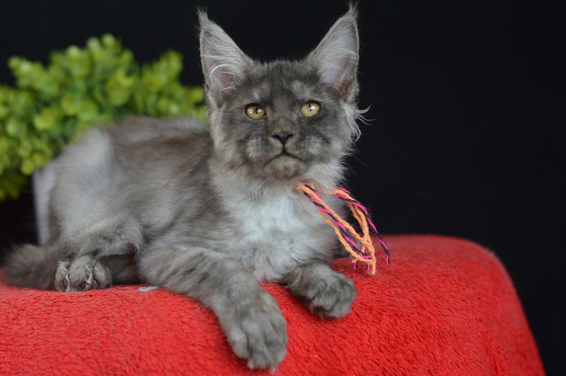 Gucci Akbars - Kitten maine-coon 3 months 0.5 weeks