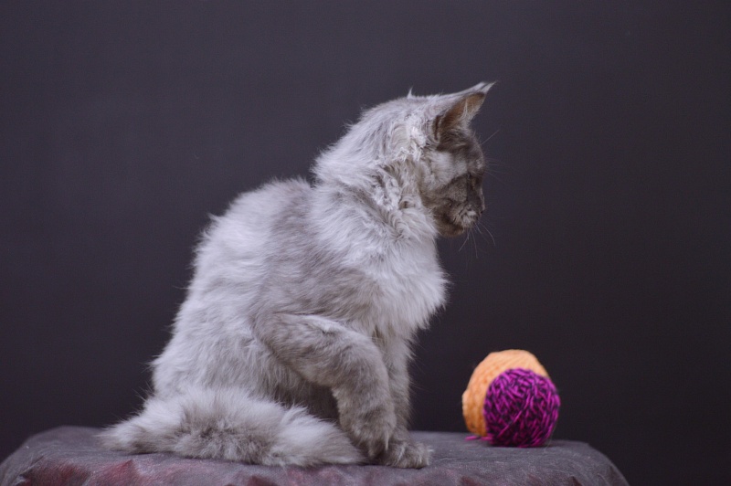 Gucci Akbars - Kitten maine-coon 4 months