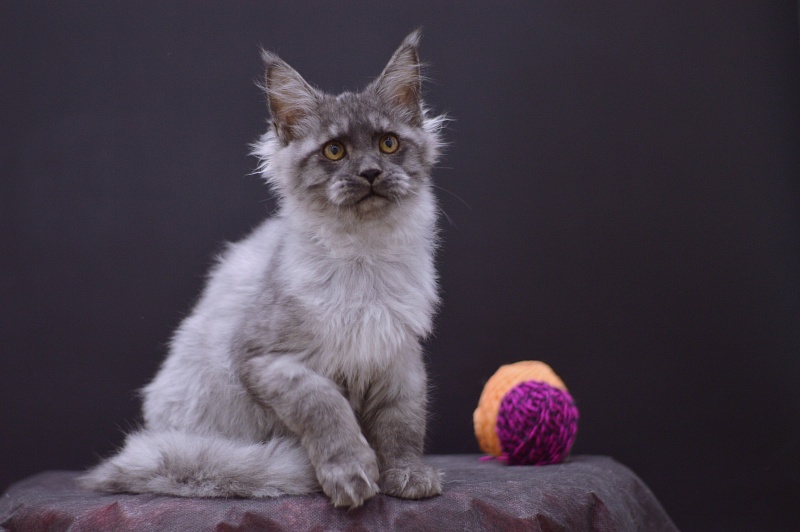 Gucci Akbars - Kitten maine-coon 4 months