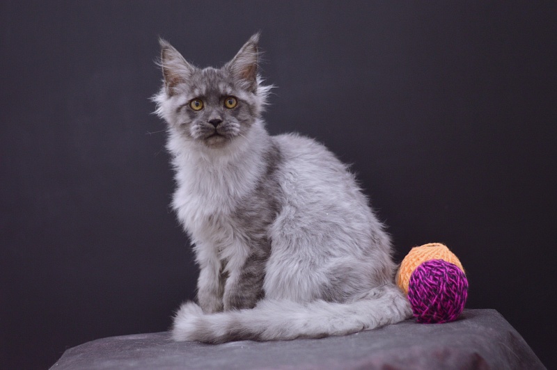 Gucci Akbars - Kitten maine-coon 4 months
