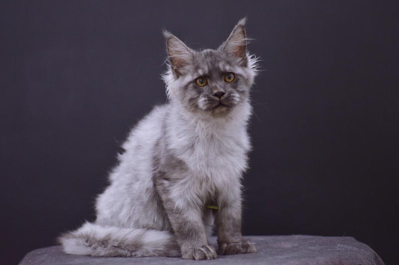 Gucci Akbars - Kitten maine-coon 4 months