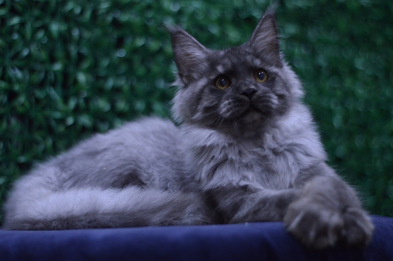 Gucci Akbars - Kitten maine-coon 4 months 2 weeks