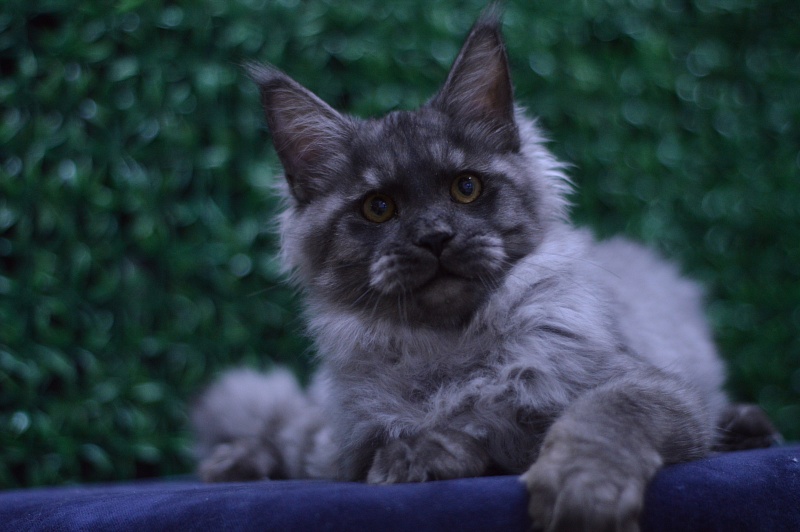 Gucci Akbars - Kitten maine-coon 4 months 2 weeks