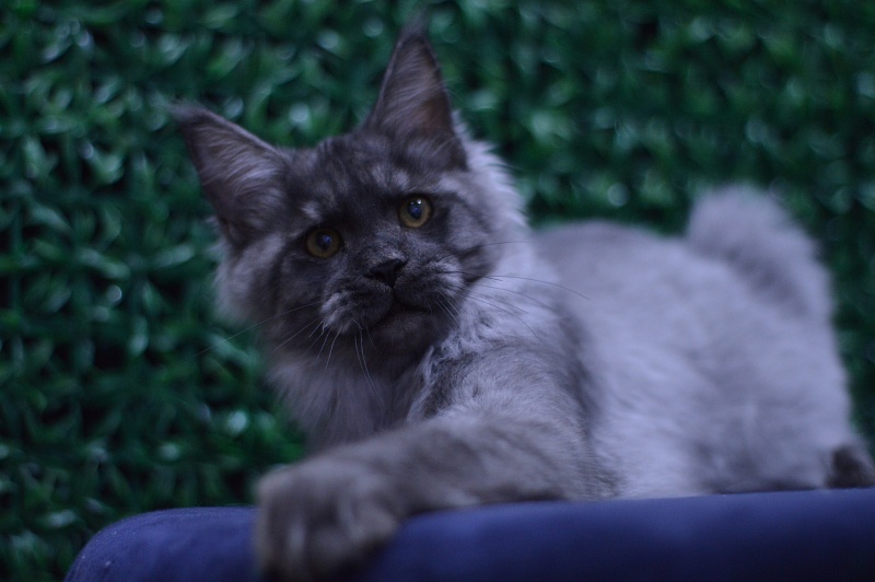 Gucci Akbars - Kitten maine-coon 4 months 2 weeks