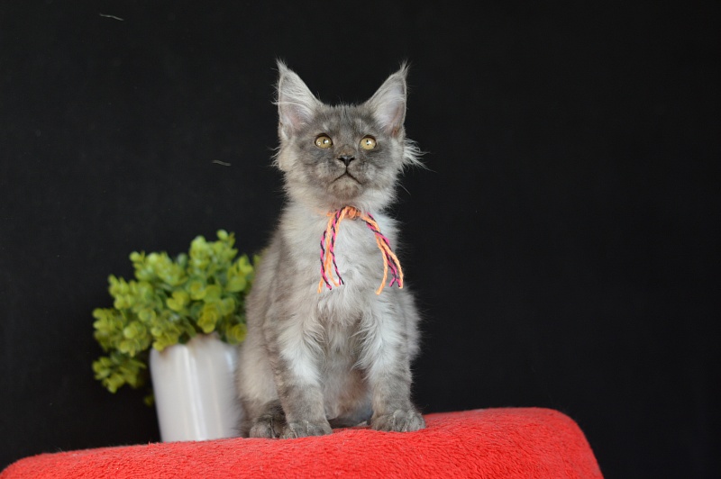 Gucci Akbars - Kitten maine-coon 3 months 0.5 weeks