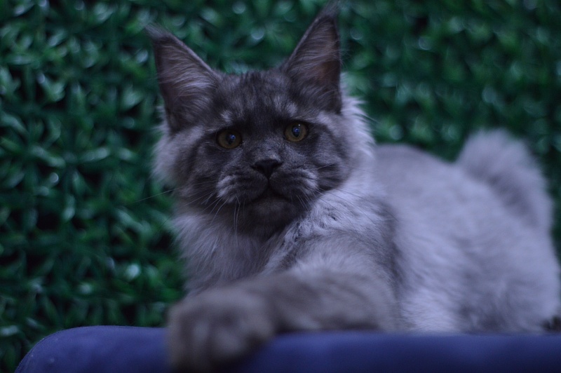 Gucci Akbars - Kitten maine-coon 4 months 2 weeks