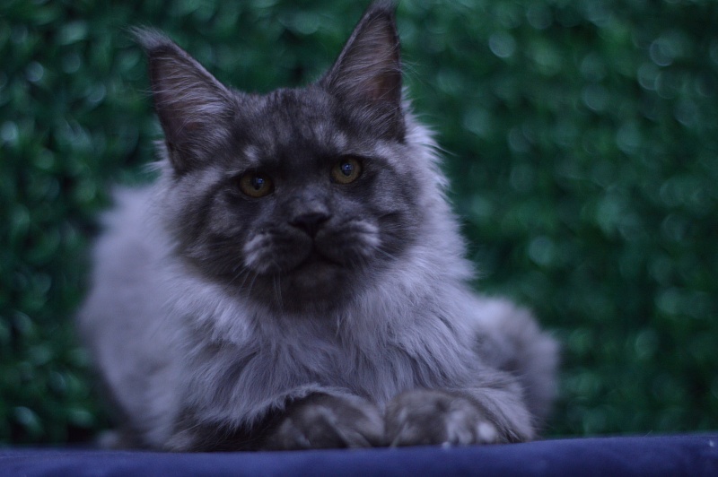 Gucci Akbars - Kitten maine-coon 4 months 2 weeks