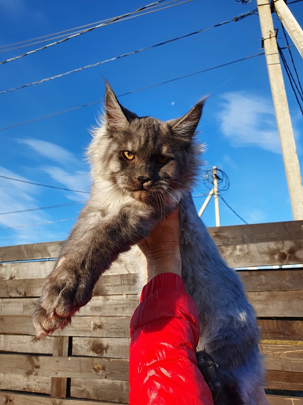 Gucci Akbars - Kitten maine-coon 4 months 2 weeks