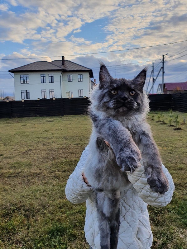 Gucci Akbars - Kitten maine-coon 4 months 2 weeks