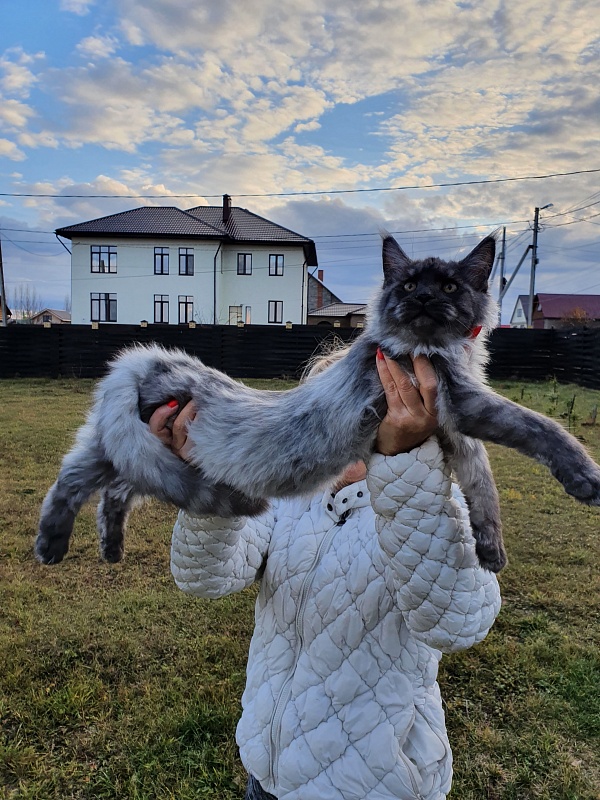 Gucci Akbars - Kitten maine-coon 4 months 2 weeks