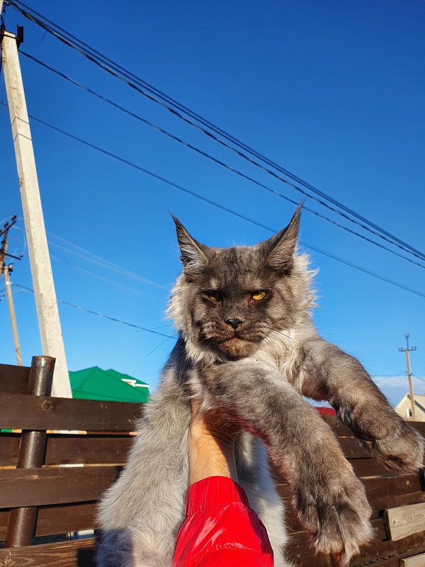 Gucci Akbars - Kitten maine-coon 4 months 2 weeks