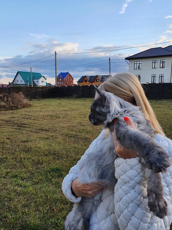 Gucci Akbars - Kitten maine-coon 4 months 2 weeks