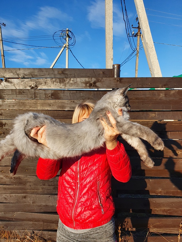 Gucci Akbars - Kitten maine-coon 4 months 2 weeks