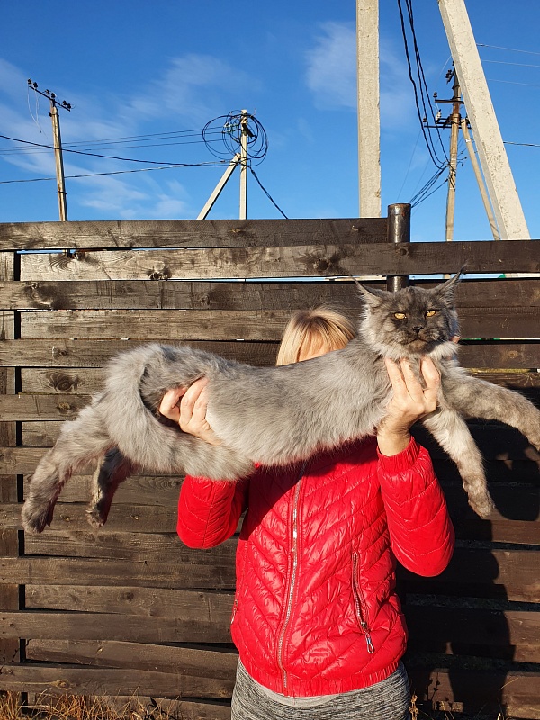 Gucci Akbars - Kitten maine-coon 4 months 2 weeks