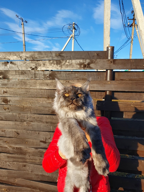 Gucci Akbars - Kitten maine-coon 4 months 2 weeks