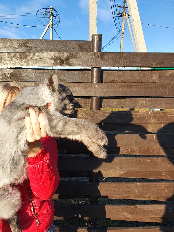 Gucci Akbars - Kitten maine-coon 4 months 2 weeks