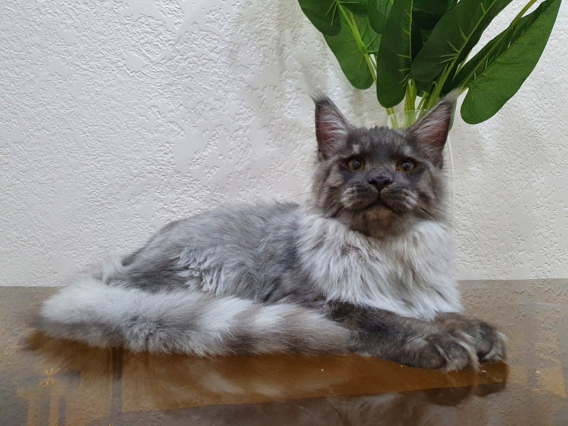 Gucci Akbars - Kitten maine-coon 4 months 2.5 weeks