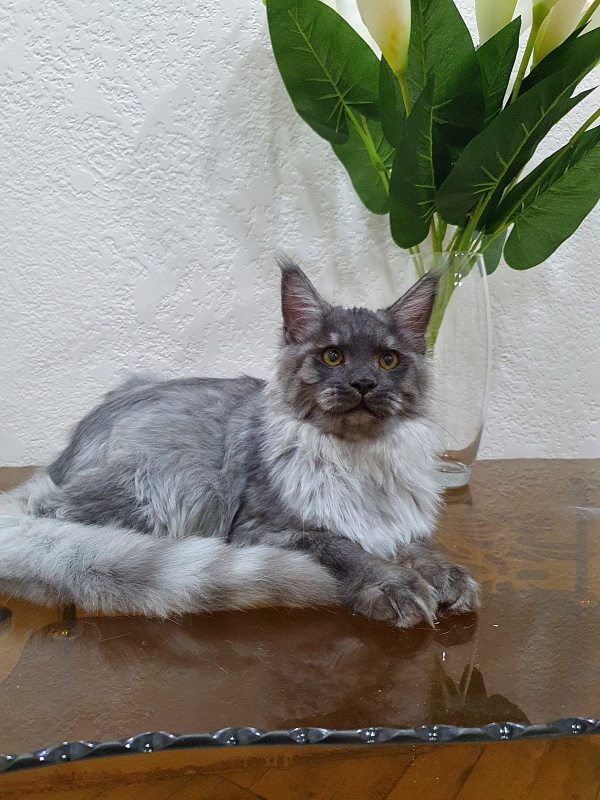 Gucci Akbars - Kitten maine-coon 4 months 2.5 weeks