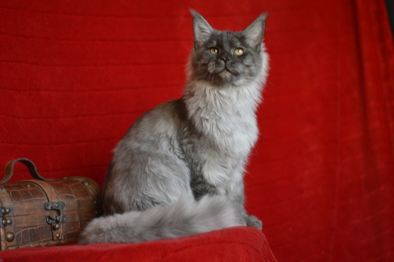 Gucci Akbars - Kitten maine-coon 4 months 4 weeks
