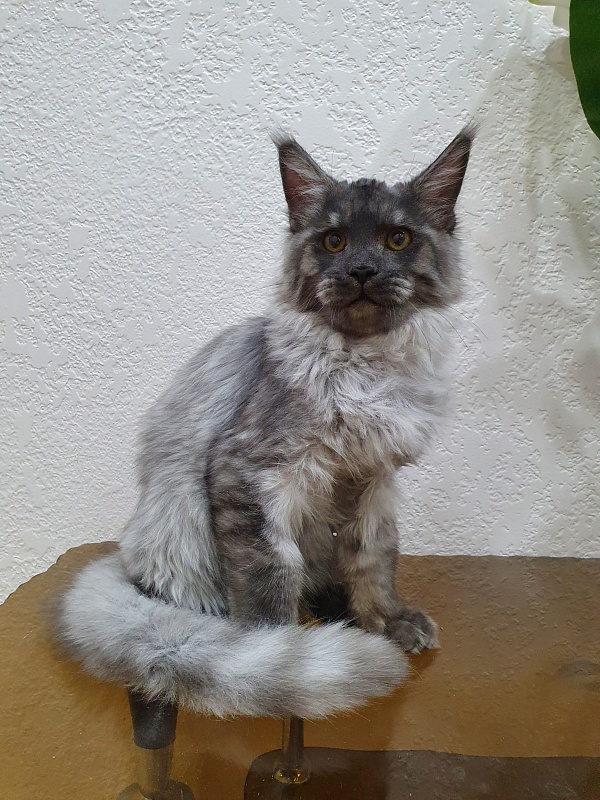 Gucci Akbars - Kitten maine-coon 4 months 2.5 weeks