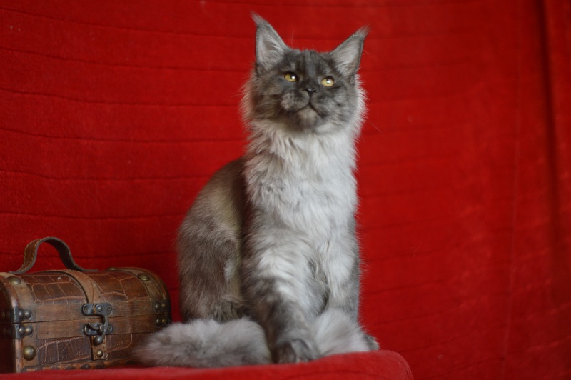Gucci Akbars - Kitten maine-coon 4 months 4 weeks