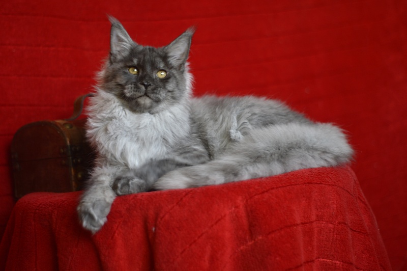 Gucci Akbars - Kitten maine-coon 4 months 4 weeks