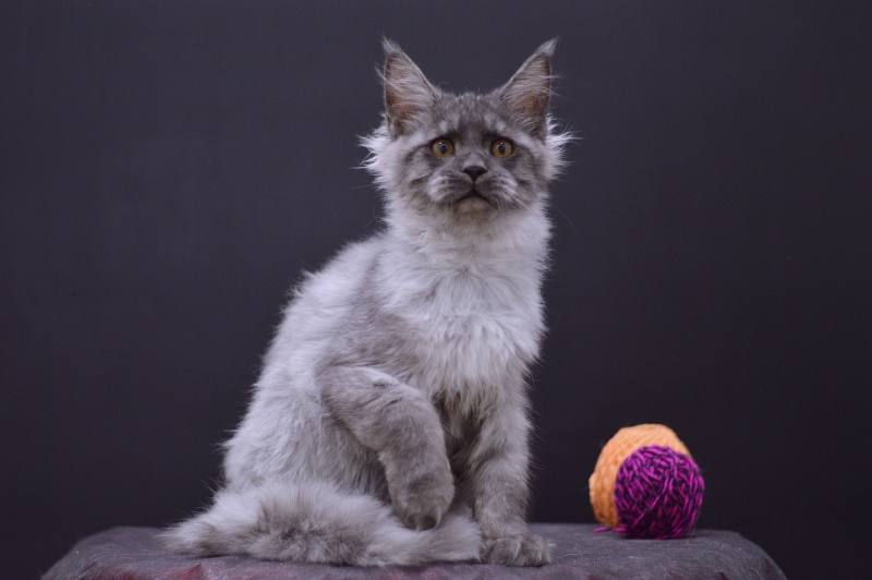 Gucci Akbars - Kitten maine-coon 4 months