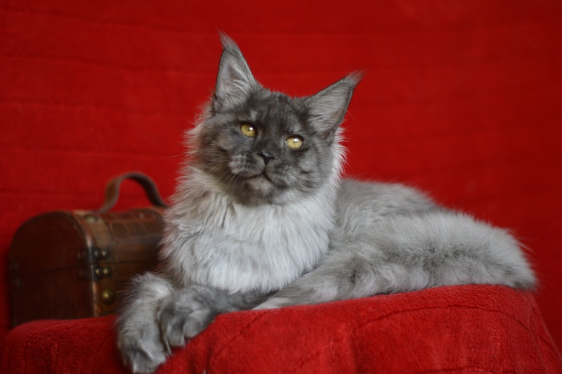 Gucci Akbars - Kitten maine-coon 4 months 4 weeks