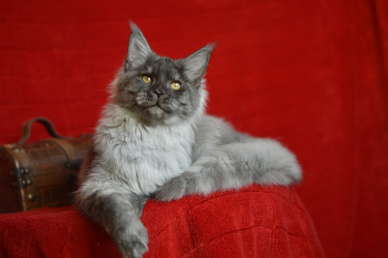 Gucci Akbars - Kitten maine-coon 4 months 4 weeks