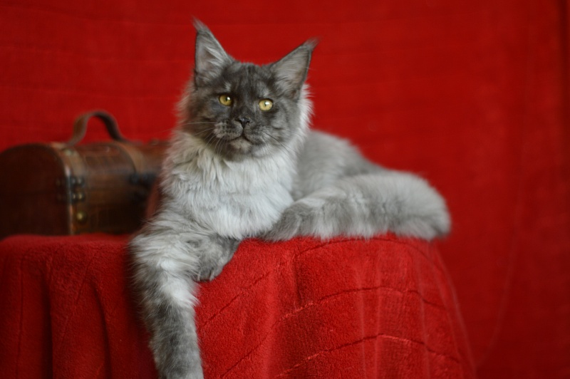 Gucci Akbars - Kitten maine-coon 4 months 4 weeks