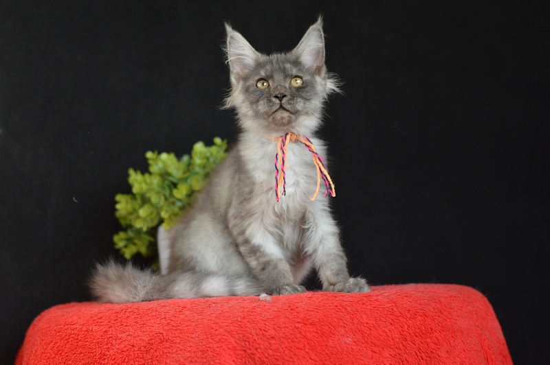 Gucci Akbars - Kitten maine-coon 3 months 0.5 weeks