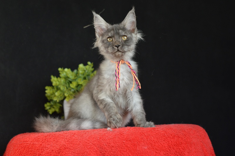 Gucci Akbars - Kitten maine-coon 3 months 0.5 weeks