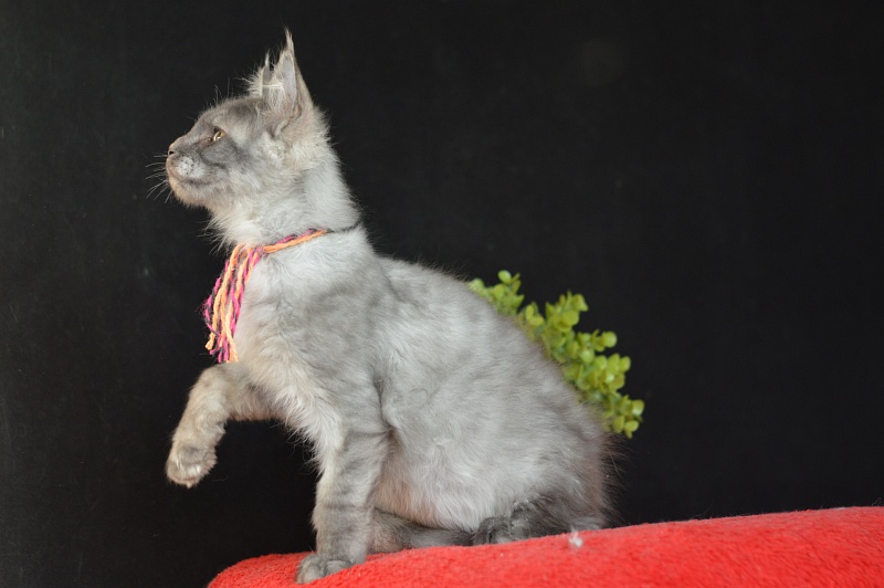 Gucci Akbars - Kitten maine-coon 3 months 0.5 weeks