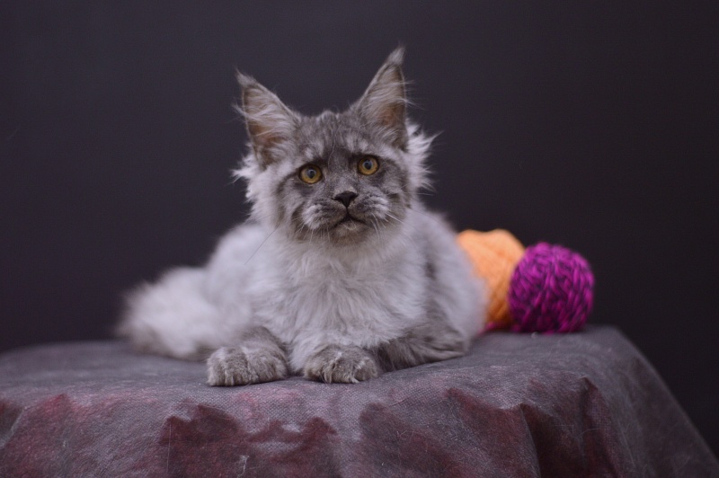 Gucci Akbars - Kitten maine-coon 4 months