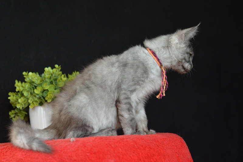 Gucci Akbars - Kitten maine-coon 3 months 0.5 weeks