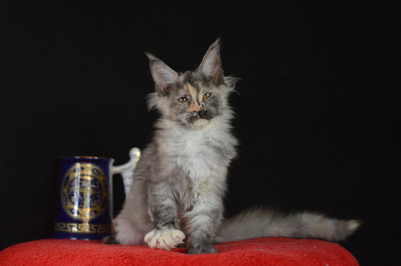 Gamma Akbars - Kitten maine-coon 3 months