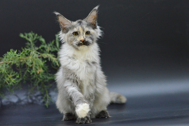 Gamma Akbars - Kitten maine-coon 3 months 2 weeks