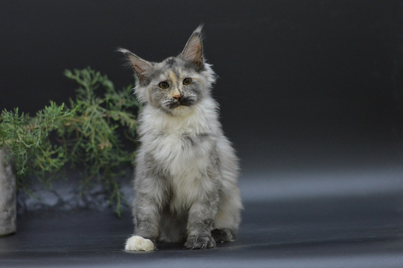 Gamma Akbars - Kitten maine-coon 3 months 2 weeks