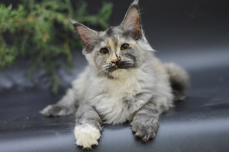 Gamma Akbars - Kitten maine-coon 3 months 2 weeks