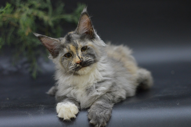 Gamma Akbars - Kitten maine-coon 3 months 2 weeks