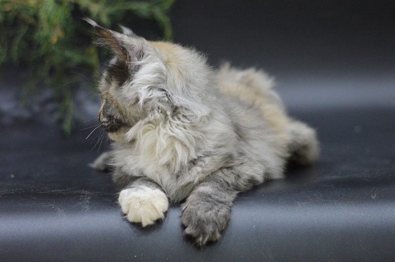 Gamma Akbars - Kitten maine-coon 3 months 2 weeks